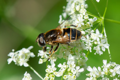 Eristalis horticola