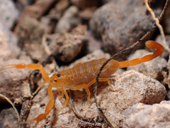 Centruroides exilicauda
