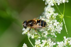 Eristalis horticola