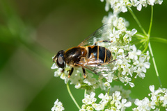 Eristalis horticola