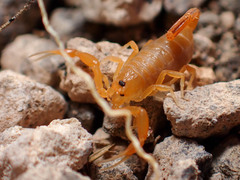 Centruroides exilicauda