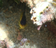 Stegastes leucostictus