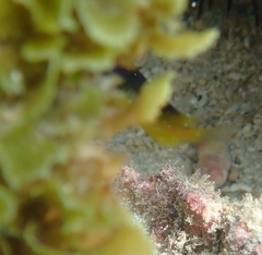 Stegastes leucostictus