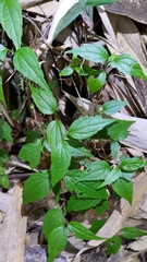 Eupatorium tashiroi