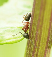 Camponotus innexus