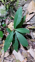 Ardisia cornudentata morrisonensis