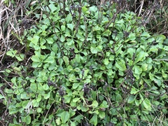 Artemisia japonica