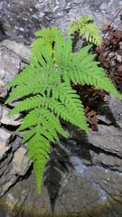 Tectaria devexa