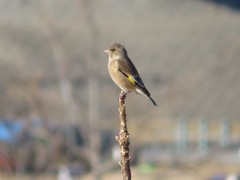 Chloris sinica