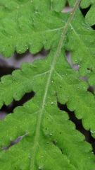 Tectaria devexa