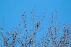 Hypsipetes amaurotis