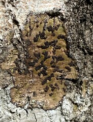 Bathelium carolinianum