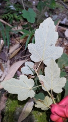 Rubus formosensis
