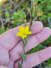 Linum africanum