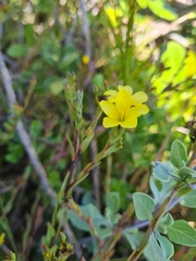 Linum africanum