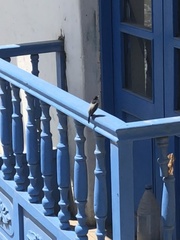 Scytalopus parvirostris