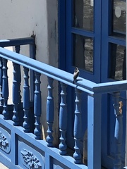 Scytalopus parvirostris