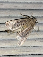 Ichneutica steropastis