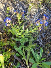 Anchusa