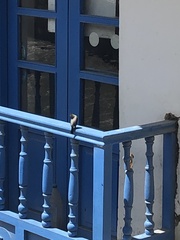 Scytalopus parvirostris