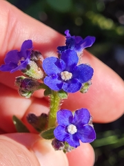 Anchusa