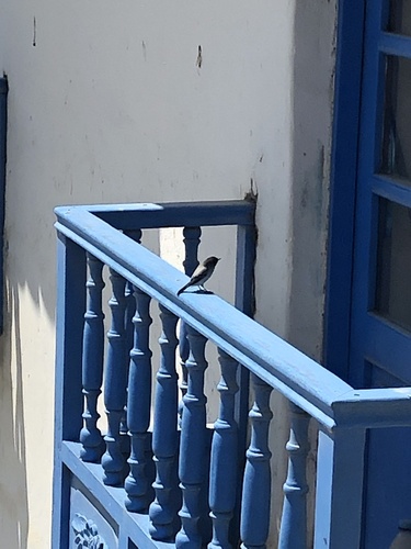 Trilling Tapaculo
