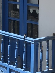 Scytalopus parvirostris