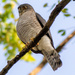 Japanese Sparrowhawk - Photo (c) Benjamin Koh, some rights reserved (CC BY-NC), uploaded by Benjamin Koh