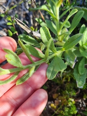Anchusa