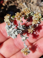 Helichrysum litorale