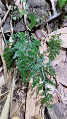 Asplenium ritoense