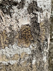 Bathelium carolinianum