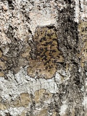 Bathelium carolinianum