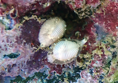 Trivirostra hordacea