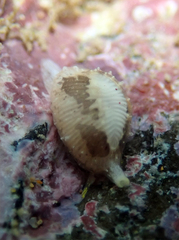 Trivirostra hordacea