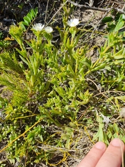 Delosperma litorale
