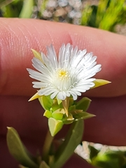 Delosperma litorale