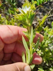 Delosperma litorale