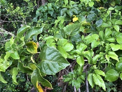 Allophylus timorensis