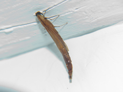 Atractocerus