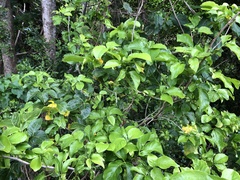 Allophylus timorensis