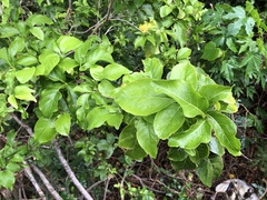 Allophylus timorensis