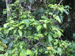 Allophylus timorensis