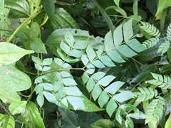 Mimosa hondurana