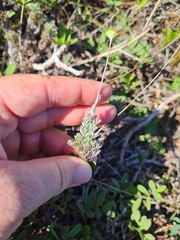 Cotula discolor