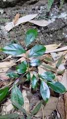 Glochidion rubrum