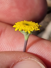Cotula discolor