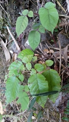 Rubus wallichianus