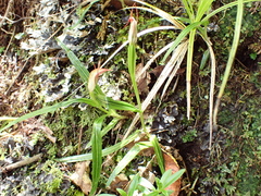 Pterostylis irsoniana