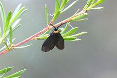 Pollanisus subdolosa